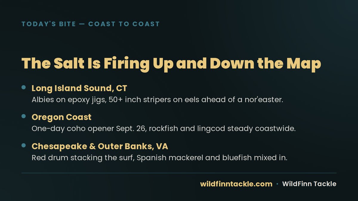 WildFinnTackle's tweet photo. From Long Island Sound to the Chesapeake surf, the salt is firing this week — albies and 50-inch stripers in CT, a one-day coho opener hits the Oregon coast, and red drum are stacking the VA surf. Where's it hot for you? #FishingReport https://t.co/8Ffxk8Y1G3