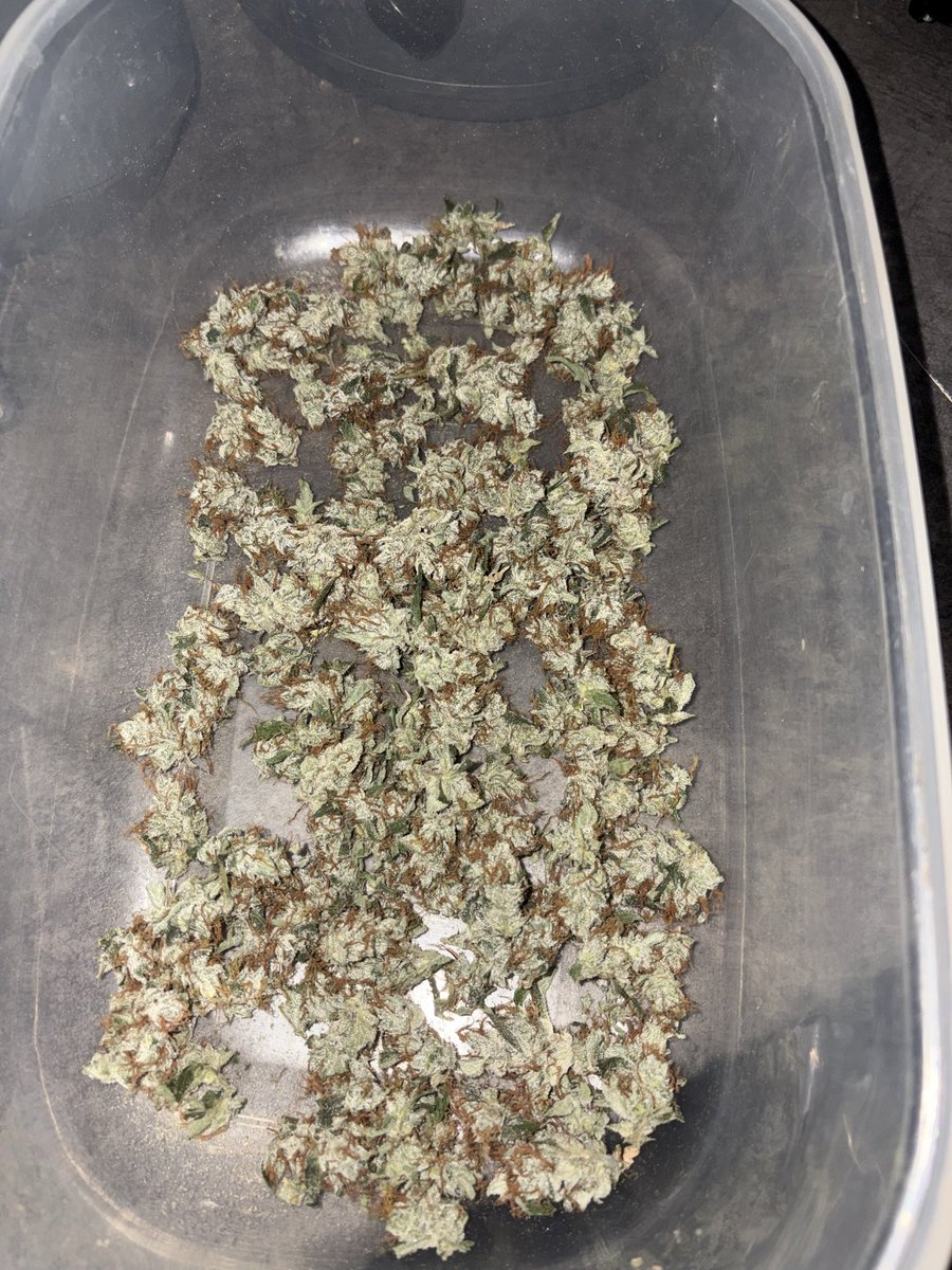 RichEIREjonesy's tweet photo. The smalls from the @XenoSeedCompany  Sticky Sweets are absolutely covered in STICKY ICKY goodness. Darts is going to be fun tonight 🤩.  #Homegrown #StickyGoodness #LegaliseCannabis #GrowYourOwn #Darts https://t.co/wFaTevY2d6