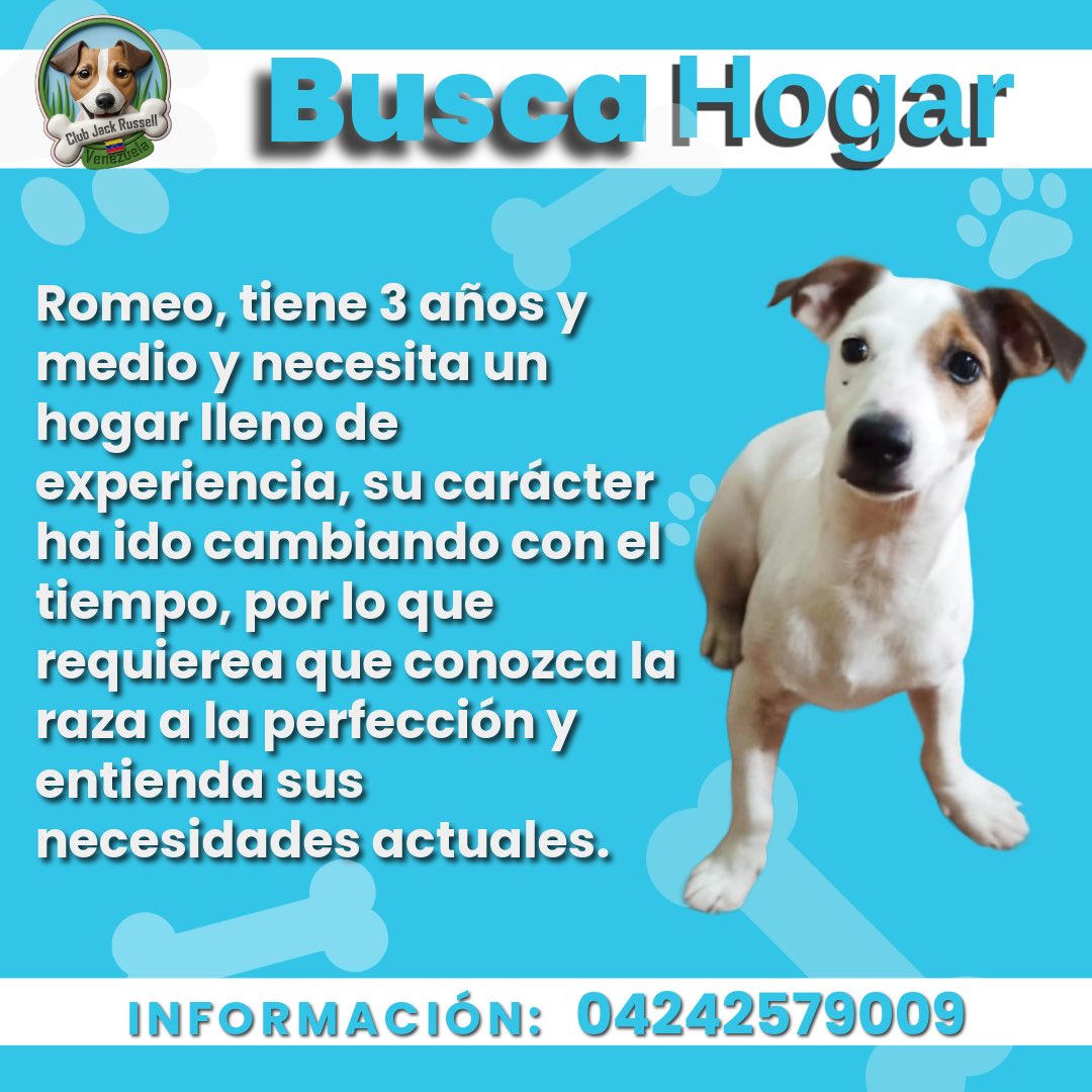 JackRussellVzla's tweet photo. #BuscaHogar
Romeo, tiene 3 años y medio y necesita un hogar lleno de experiencia, su carácter ha ido cambiando con el tiempo, por lo que requierea que conozca la raza a la perfección y entienda sus
necesidades actuales.

INFORMACIÓN: 04242579009 https://t.co/NgJDpjQPRA