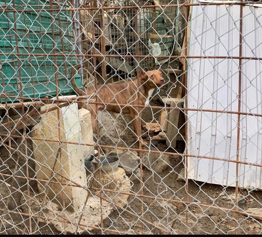 GalgosdelSol's tweet photo. Some adoptions are better than anything money can buy ❤️
Years ago we put a call out to try and find an older very forgotten dog. 
These dogs often disappear in perreras unseen, unloved. 
Ginger’s case was sent to us and we agreed to help. 
We know in these cases finding homes isn’t always easy but we were up for the challenge. Ginger was terrified, threatening to bite, unsocial on a lead and generally showing every sign of a terrible neglected life. 😥
Years at the centre, we did our best to socialize her. It’s not been perfect but it got better. 
Lauren came to volunteer and said my friend is looking for a dog, any kind, any dog that needs help. 
We suggested Ginger as she’s never gonna leave. We couldn’t believe it when she said yes. Nobody has wanted Ginger. She’s been invisible. 
I’ve never imagined Ginger on a human bed. I never imagined her enjoying a walk in Scotland. 
It was all beyond imagination. 
Now it’s reality and we couldn’t be happier 🐾🐾❤️