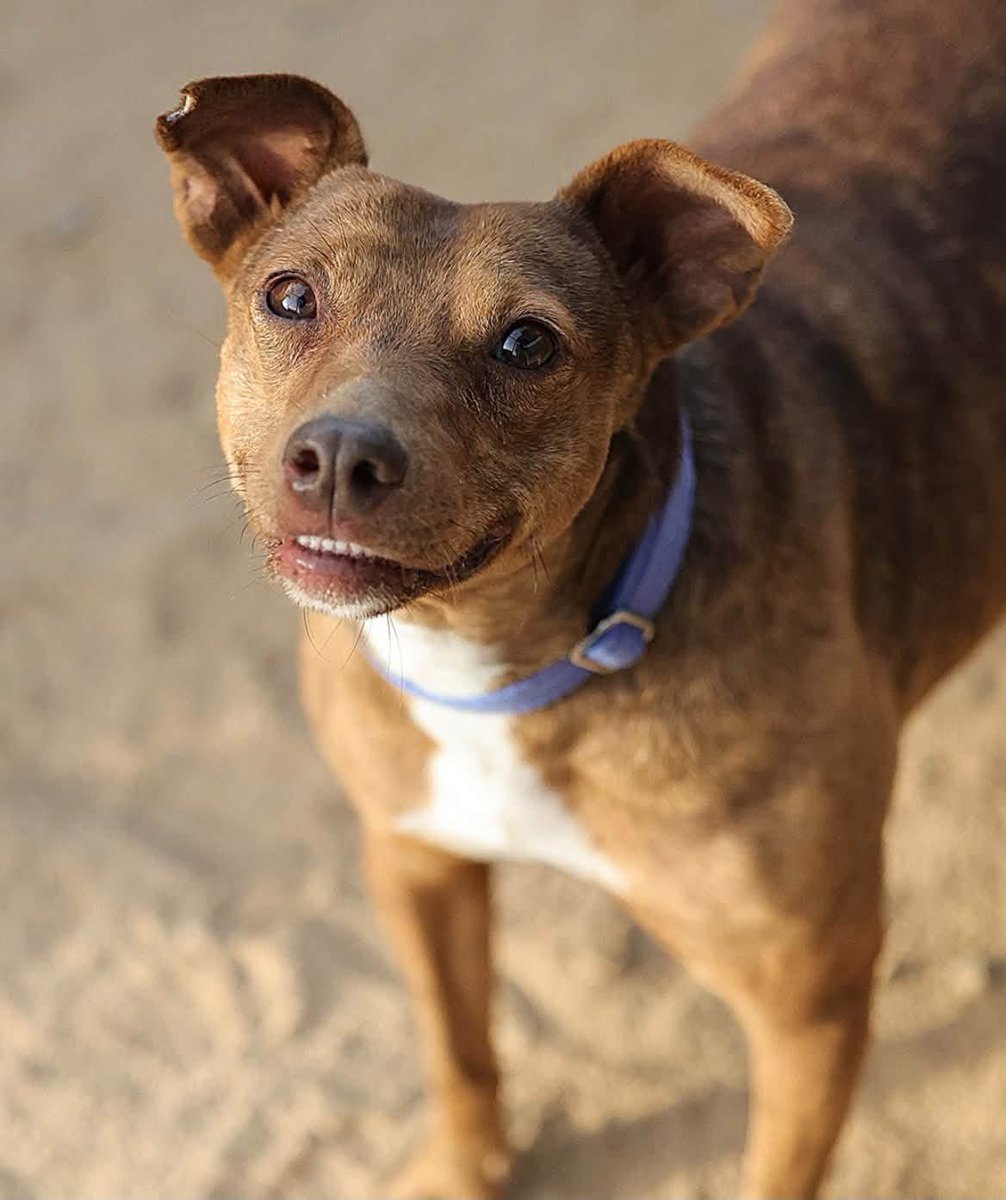 GalgosdelSol's tweet photo. Some adoptions are better than anything money can buy ❤️
Years ago we put a call out to try and find an older very forgotten dog. 
These dogs often disappear in perreras unseen, unloved. 
Ginger’s case was sent to us and we agreed to help. 
We know in these cases finding homes isn’t always easy but we were up for the challenge. Ginger was terrified, threatening to bite, unsocial on a lead and generally showing every sign of a terrible neglected life. 😥
Years at the centre, we did our best to socialize her. It’s not been perfect but it got better. 
Lauren came to volunteer and said my friend is looking for a dog, any kind, any dog that needs help. 
We suggested Ginger as she’s never gonna leave. We couldn’t believe it when she said yes. Nobody has wanted Ginger. She’s been invisible. 
I’ve never imagined Ginger on a human bed. I never imagined her enjoying a walk in Scotland. 
It was all beyond imagination. 
Now it’s reality and we couldn’t be happier 🐾🐾❤️