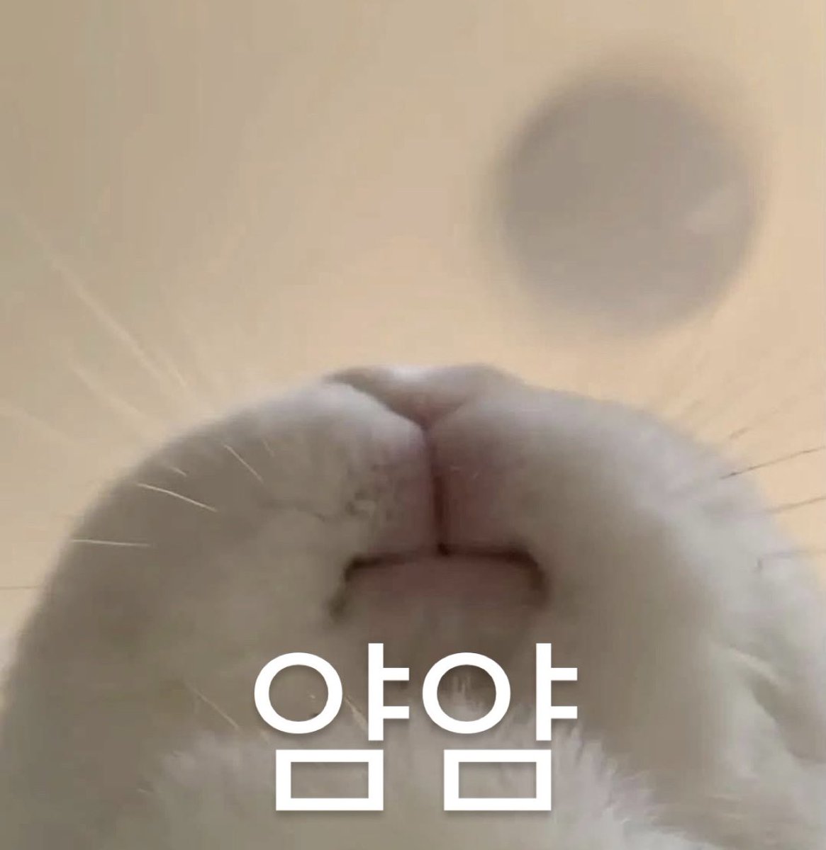 liioveyu's tweet photo. 얌얌 https://t.co/6MH5gsMpWn
