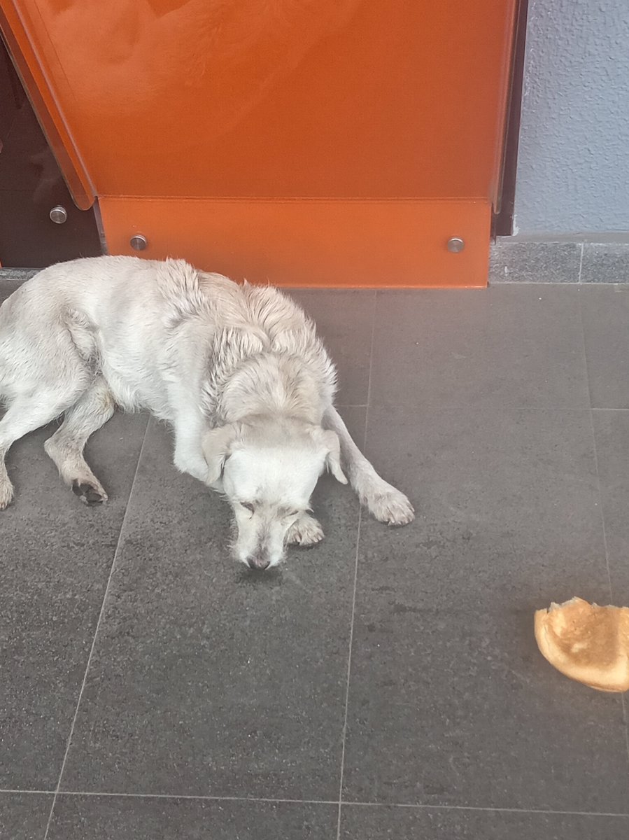 munecamarce's tweet photo. Lo acabo de encontrar ayuda @UBAQuito está golpeado. Le di comida y agua y no quiere.
Vozandes y América Edificio Medplaza.
Pueden contactarse conmigo. https://t.co/Xf5RBj1ciG