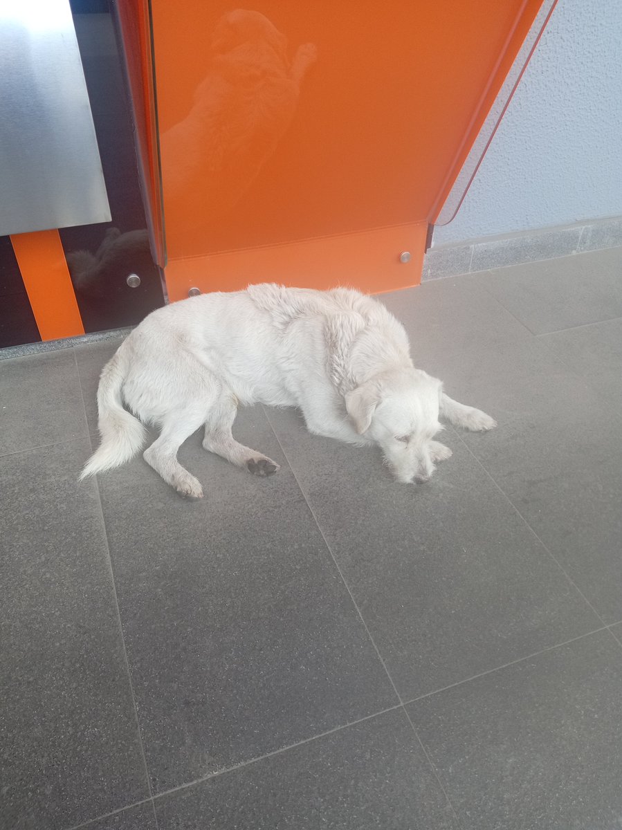 munecamarce's tweet photo. Lo acabo de encontrar ayuda @UBAQuito está golpeado. Le di comida y agua y no quiere.
Vozandes y América Edificio Medplaza.
Pueden contactarse conmigo. https://t.co/Xf5RBj1ciG