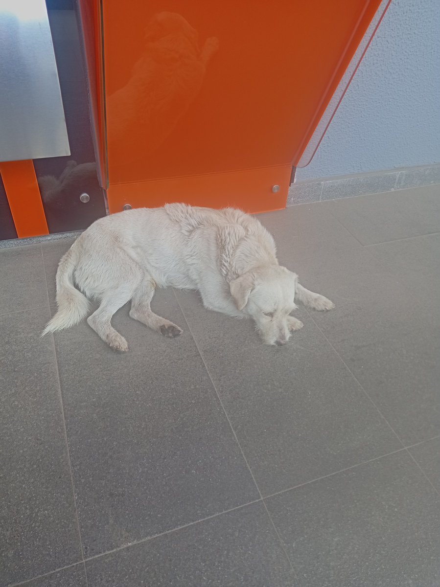 munecamarce's tweet photo. Lo acabo de encontrar ayuda @UBAQuito está golpeado. Le di comida y agua y no quiere.
Vozandes y América Edificio Medplaza.
Pueden contactarse conmigo. https://t.co/Xf5RBj1ciG
