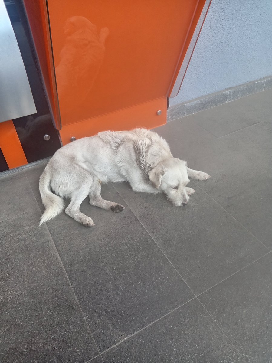 munecamarce's tweet photo. Lo acabo de encontrar ayuda @UBAQuito está golpeado. Le di comida y agua y no quiere.
Vozandes y América Edificio Medplaza.
Pueden contactarse conmigo. https://t.co/Xf5RBj1ciG