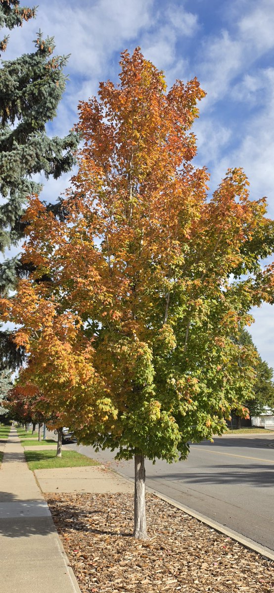 MsRavenLuxx's tweet photo. Fall only means halloween is coming soon!! https://t.co/UPzDan9Qpi
