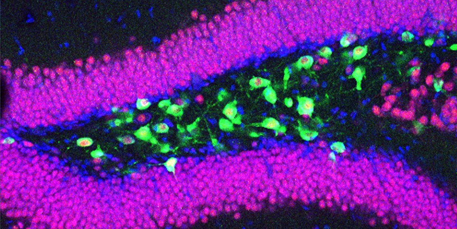SfNJournals's tweet photo. #SnapshotsinNeuroscience | Featured on the #eNeuro blog from Jeong et al., a confocal image showing Drd2-expressing hilar neurons in the mouse dorsal hippocampus. Image credit: Yong-Seok Oh.
https://t.co/XKnA1I1mJA https://t.co/alYStN5o7w