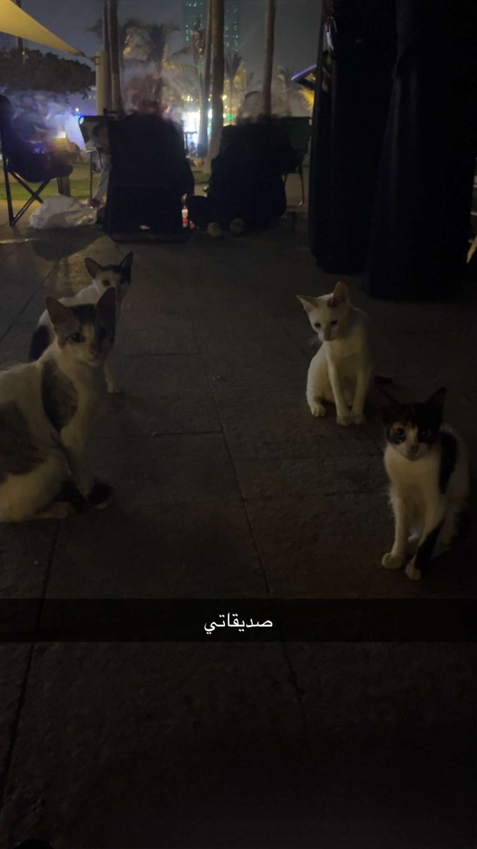 i8op_2's tweet photo. مياو مياو
ايه مياو والله مياو 
حصل يامياو https://t.co/HUdaYda5gZ