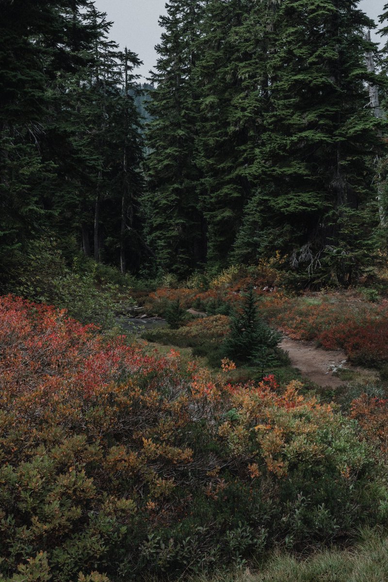 blodgrevinnen's tweet photo. pretty fall colors high in the mountains https://t.co/faIF4ySsLY