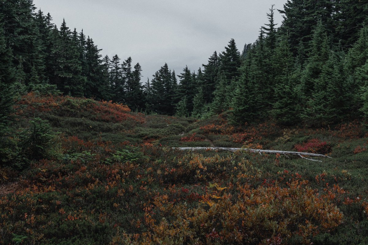 blodgrevinnen's tweet photo. pretty fall colors high in the mountains https://t.co/faIF4ySsLY