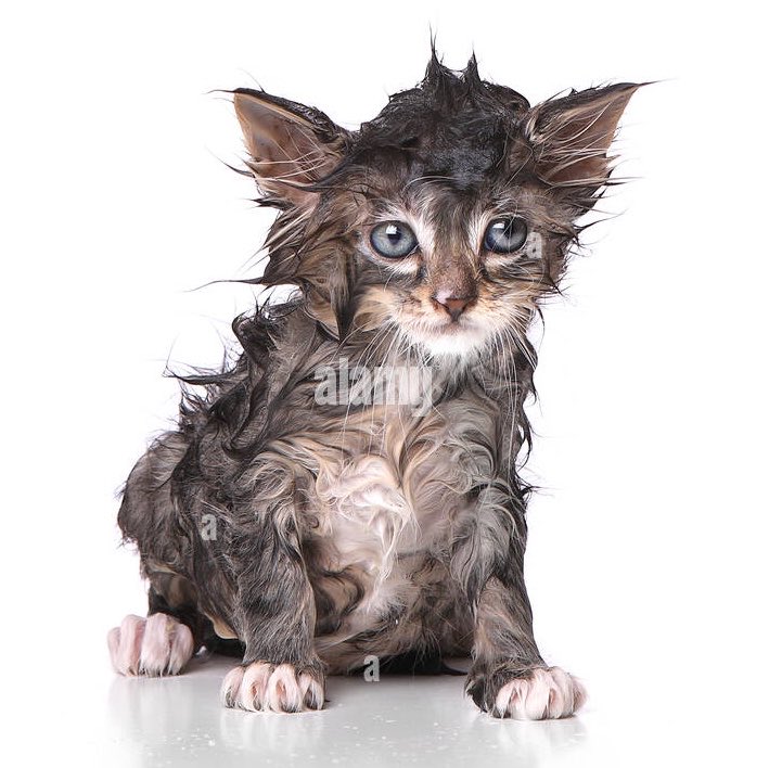 secondattempts's tweet photo. mikey way always looks like a damp kitten that just had a flea bath in old pictures https://t.co/QvgD6q76V1