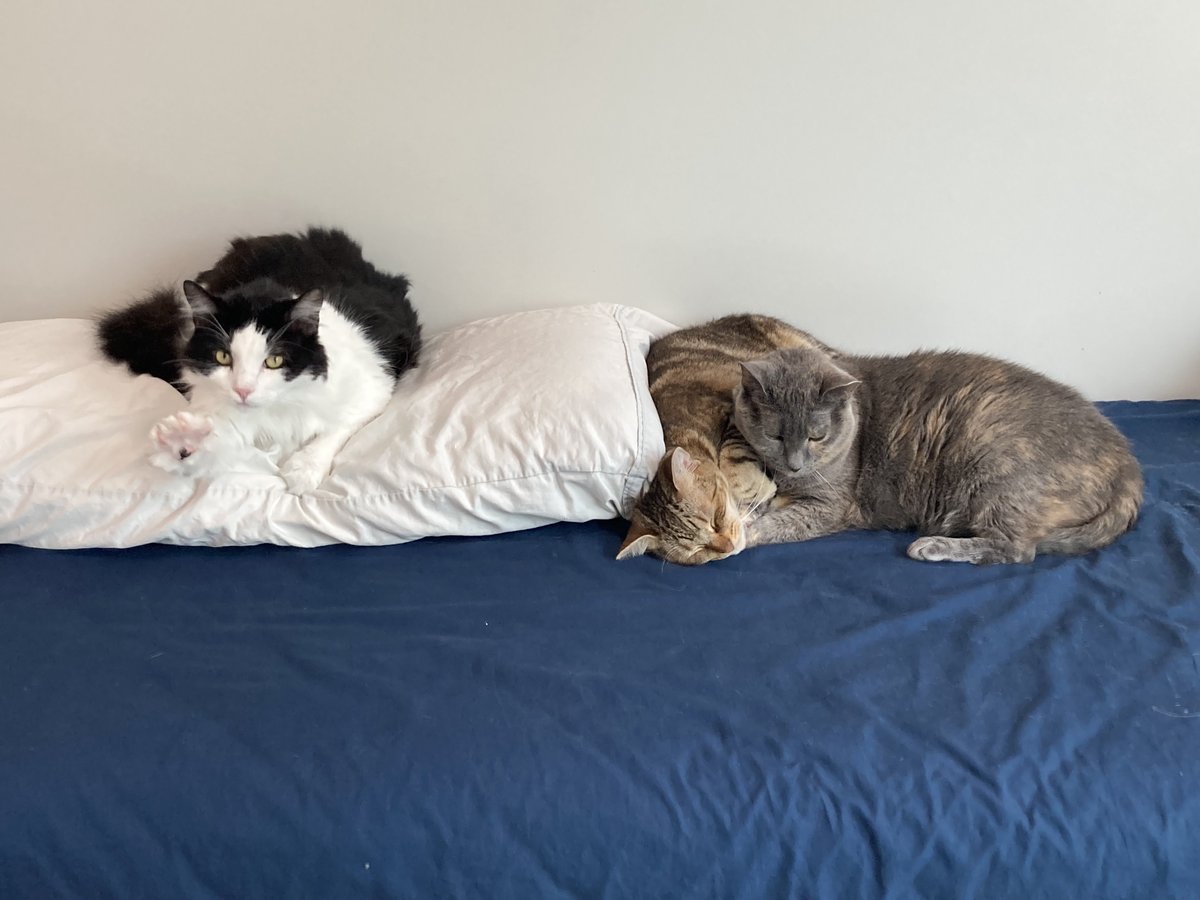 TarsJDM's tweet photo. How I sleep following THE AWESOME PORTFOLIO. (Pictured: Stripe, waving; me; and Vesper.) https://t.co/Ilta7L5V4Q https://t.co/CQv1W9pziB