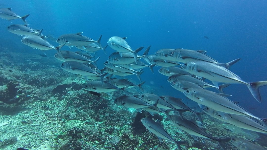 Asia__Alpha's tweet photo. Throwback to an incredible diveAmazing to see these creatures up close! https://t.co/LG5fk8hrZw