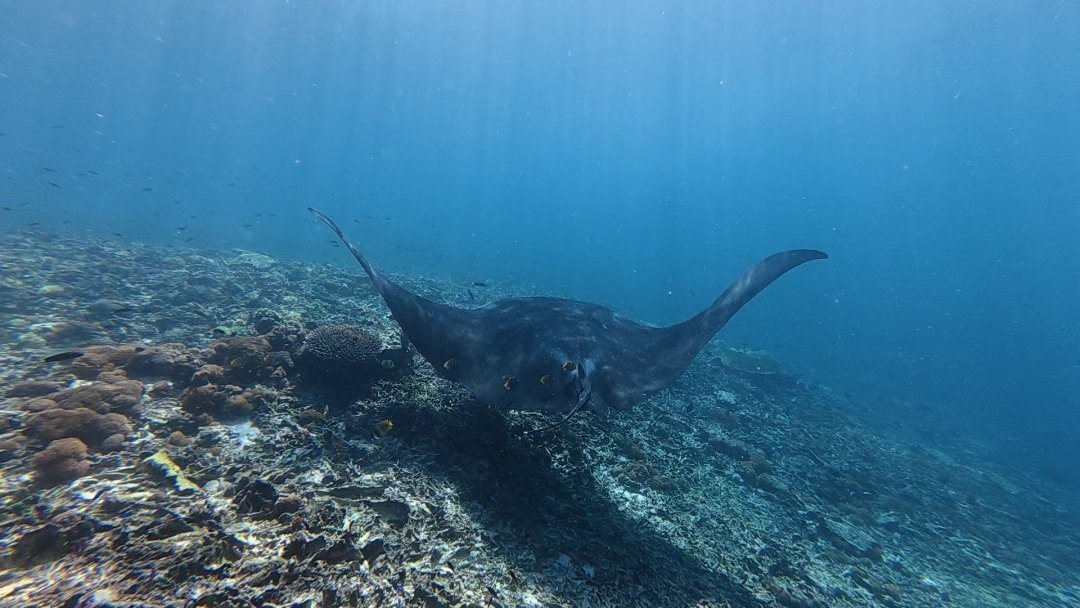 Asia__Alpha's tweet photo. Throwback to an incredible diveAmazing to see these creatures up close! https://t.co/LG5fk8hrZw