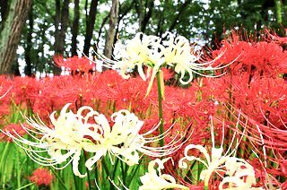 misaki06204's tweet photo. しずかな部屋で

雨の音をきいている

 曼珠沙華の夜 https://t.co/4m0thB5fBm