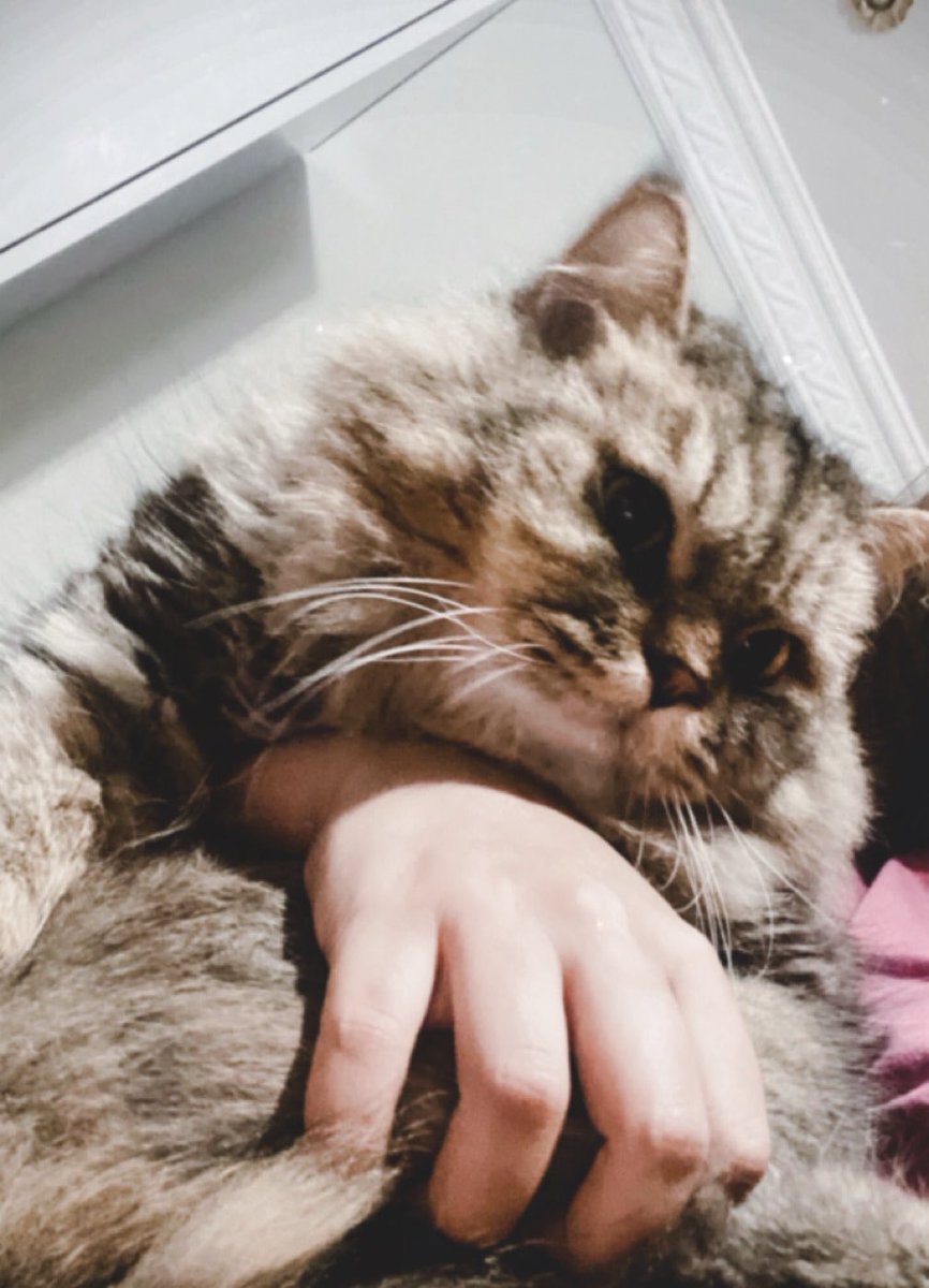dllljk's tweet photo. 😺 https://t.co/WYr4J57sCz