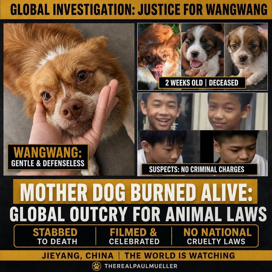 PhaedraXTeddy's tweet photo. 🛑 #StopAnimalCrueltyChina 🇨🇳
#XijinPing How does animal abuse benefit #China 🇨🇳? Please tell us, #XiQuotes, people really want an answer.
@realDonaldTrump Please gift #XiJinPing your historic #PACTAct so that he can copy and protect Chinese animals from sick #MadeInChina animal crush videos.
https://t.co/JyWx9ZeN58