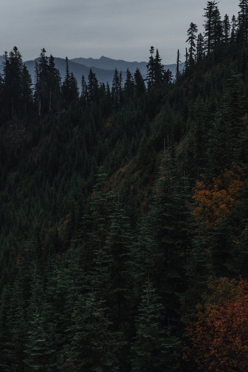 blodgrevinnen's tweet photo. pretty fall colors high in the mountains https://t.co/faIF4ySsLY