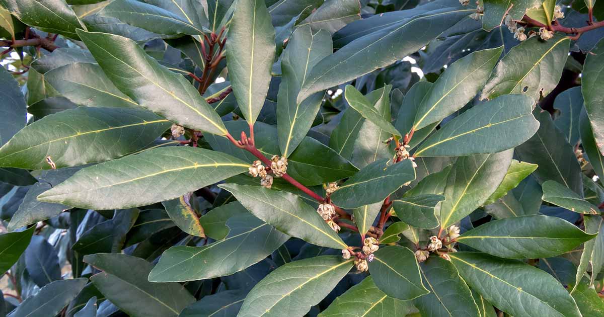 Gardeners_Path_'s tweet photo. When and How to Prune Bay Laurel - Bay laurel trees can benefit from annual pruning to maintain dense foliage and a manageable size. Learn when and how to trim them now on Gardener's Path. #gardening #growyourown #gardeningtips https://t.co/4BTSm6u8Yi https://t.co/AhDN9hjrGP