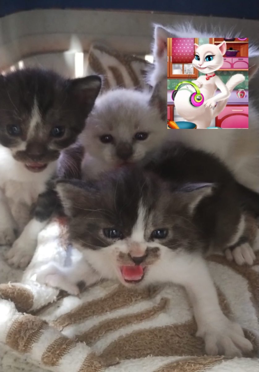 hamistaro's tweet photo. essas ferinhas ainda precisam de dono, gente! :/ quem puder ajudar por favor, eu sou de caxias - rj!! só entrar em contato comigo https://t.co/4vnNPNALsj