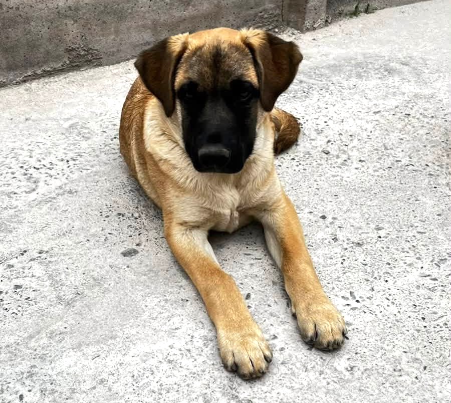 eltuitdemarsh's tweet photo. Loki fue rescatado y adoptado cuando tenía apenas 2 meses. Ahora con 6, será devuelto a la calle. Necesitan encontrar un hogar para él, uno que sepa que adoptar es un compromiso para toda la vida. Si deseas darle ese hogar, comunícate al +56934976322. Favor RT!
#Paine https://t.co/3OpRevVxuq