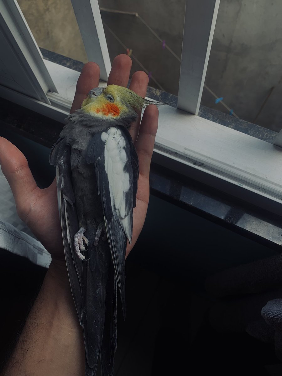 badIdea777's tweet photo. É difícil explicar o vazio que fica quando um bichinho que fez parte da nossa rotina vai embora. Você foi pequeno no tamanho, mas enorme na sdds que deixou.

Descansa em paz, meu pequeno. 🕊️
Você nunca vai ser esquecido. https://t.co/N3HWcwFGoI