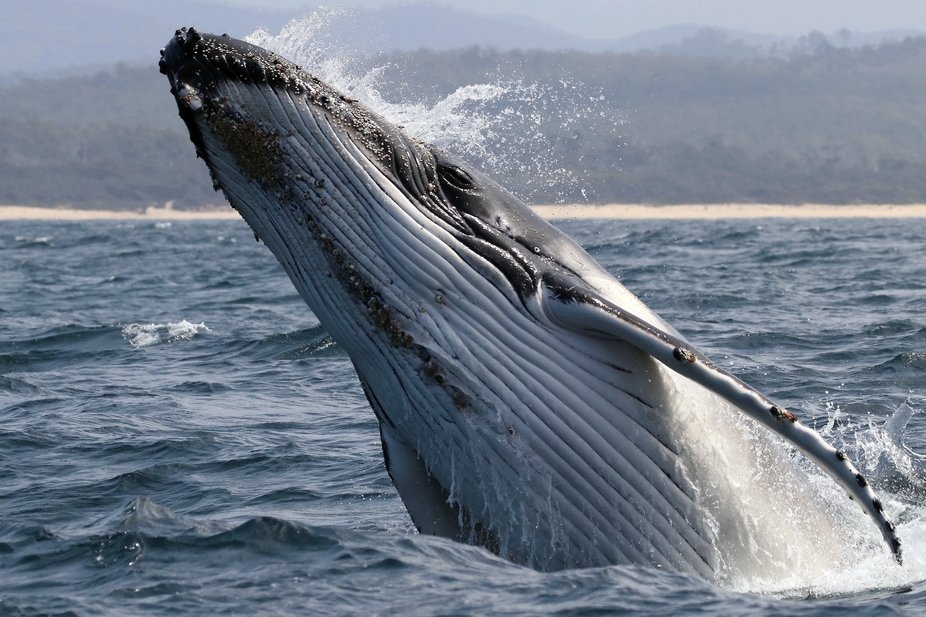 viewbug's tweet photo. All that power in one leap.
“Commencing the breach” by johnsmall — from Perspectives Photo Contest on VIEWBUG.
Winners gallery: https://t.co/cUUTzBVmXb
#photography #wildlifephotography #seascape #viewbug https://t.co/T3ZHEOpNLr