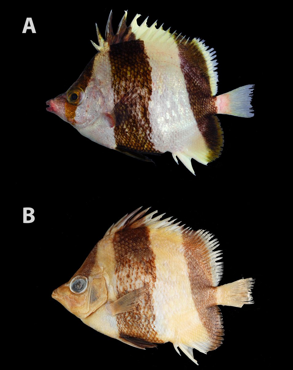 IchsAndHerps's tweet photo. A New Deepwater Species of Butterflyfish from Mozambique, Africa, with a Systematic Review of
Chaetodontid Relationships by Osteology

DOI link: https://t.co/UVhe80bvF7
50-day free access link: https://t.co/nLGi3dyKa7

by @FishGuyKai, Blum, @CoralReefFish, Parkinson, @DrScanley https://t.co/YqKsOI54aY