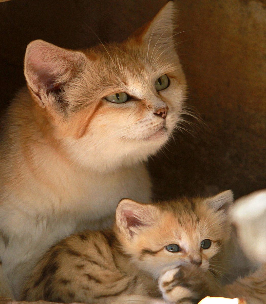 pubity's tweet photo. A rare sand cat named Rotem taking care of her kittens. https://t.co/BzVTQqIJsz