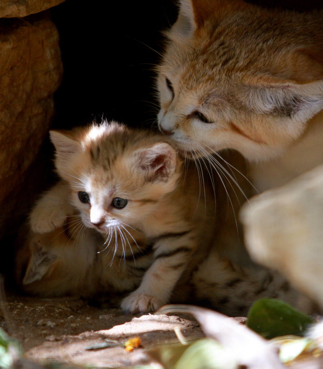 pubity's tweet photo. A rare sand cat named Rotem taking care of her kittens. https://t.co/BzVTQqIJsz