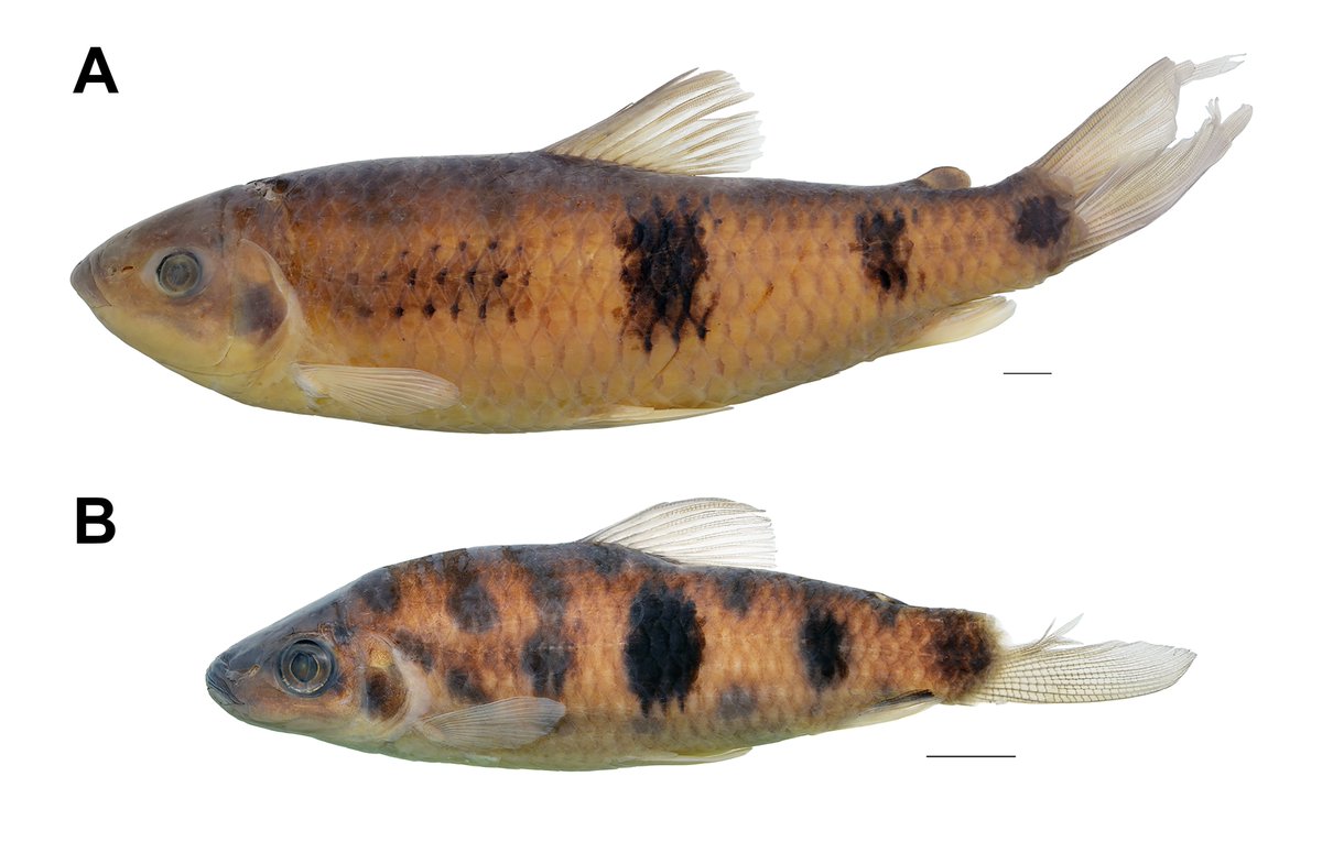 IchsAndHerps's tweet photo. A New Species of Hypomasticus (Characiformes: Anostomidae) from the Vila Nova River, State of Amapá, Brazil

by Ito, de Souza Gama, Sabaj, and Birindelli

DOI link: https://t.co/RTAFEuRPX8
50-day free access link: https://t.co/kGqXdjwyml https://t.co/FxzW7fjxBj