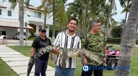 colimanoticias's tweet photo. Capturan a un cocodrilo en la playa Miramar, caminaba por la zona residencial Club Santiago de Manzanillo 
-
#colimanoticias #Manzanillo #Cocodrilo 
-
https://t.co/F23dsn7oaL https://t.co/C3oXaAs9c9