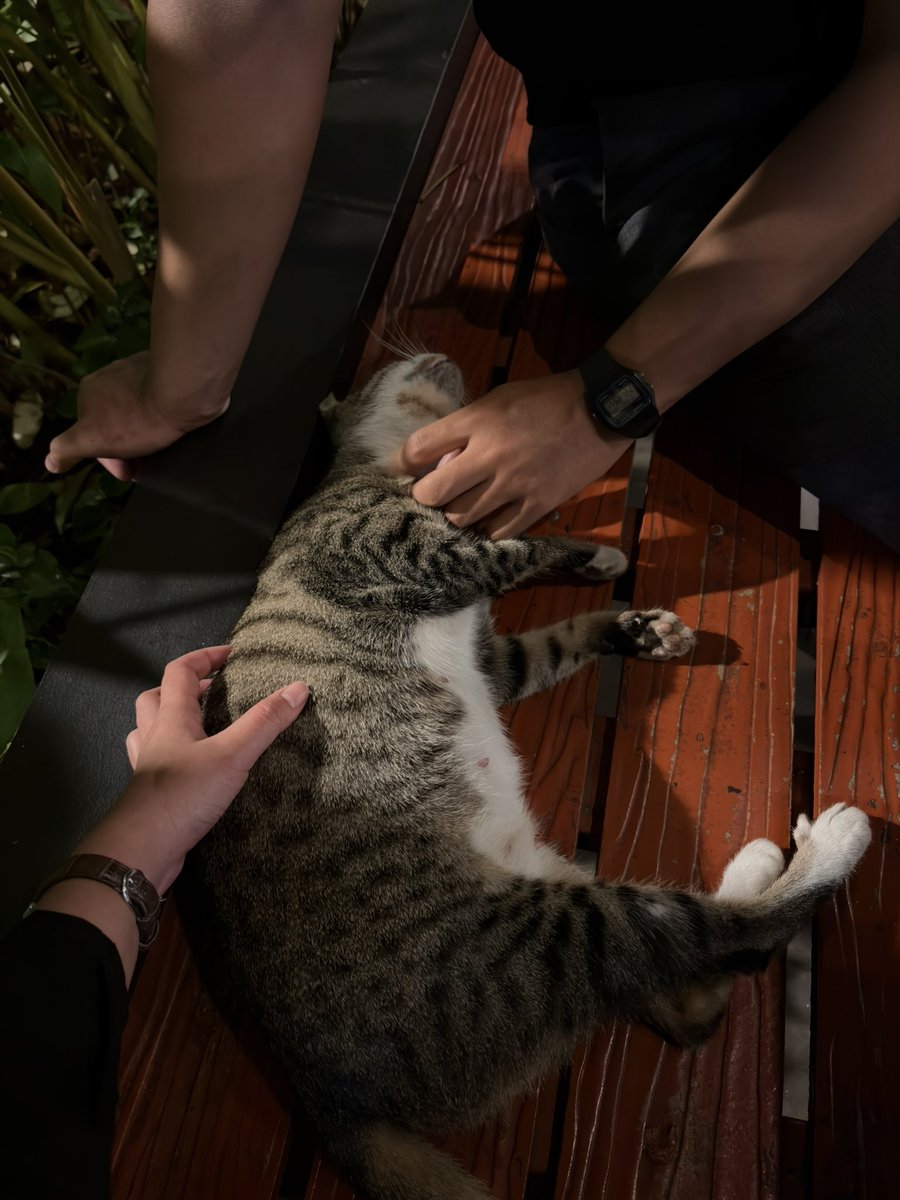sekarartiaa's tweet photo. 🐱🐈 https://t.co/jSGBjILhVe