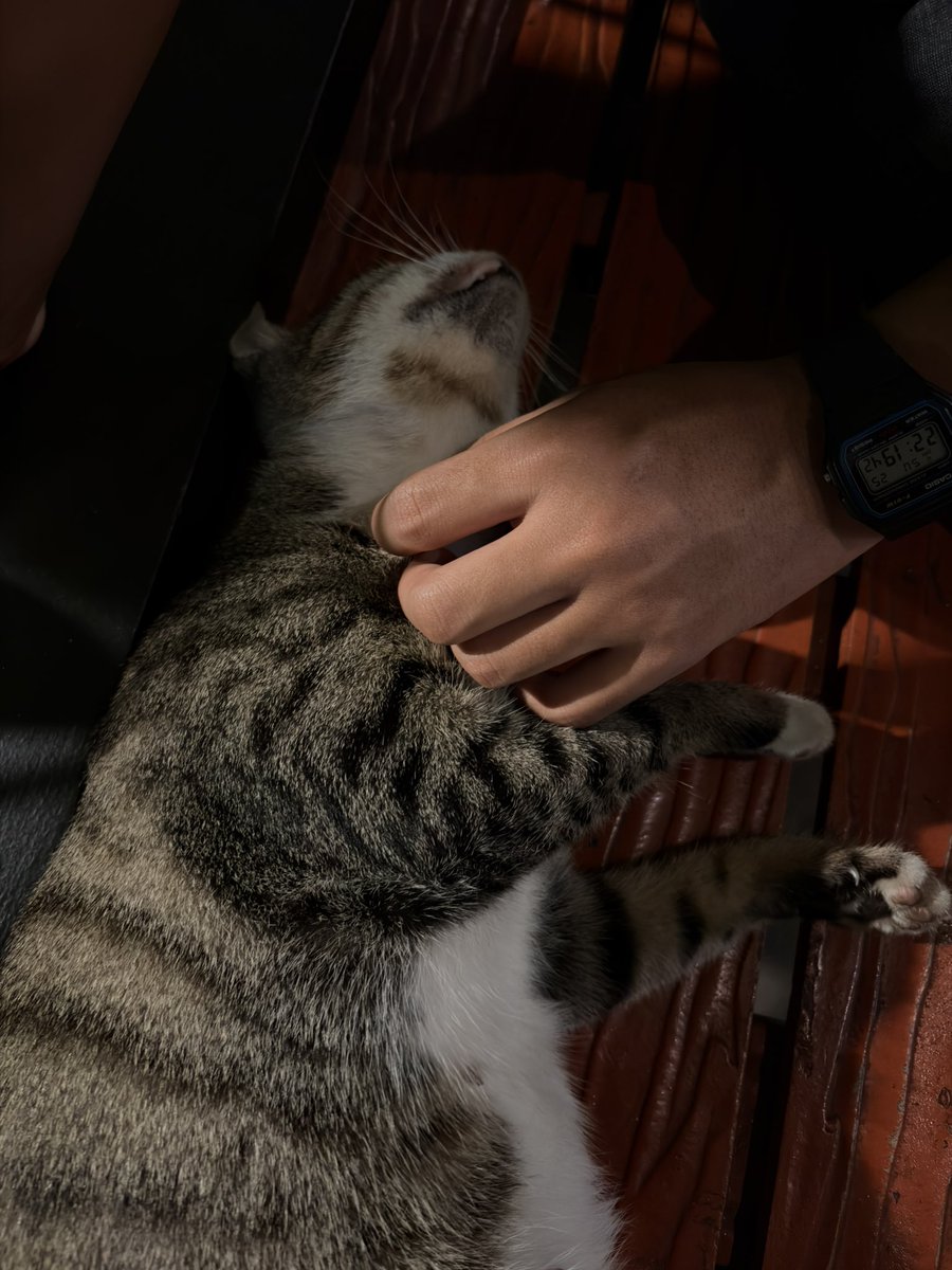 sekarartiaa's tweet photo. 🐱🐈 https://t.co/jSGBjILhVe