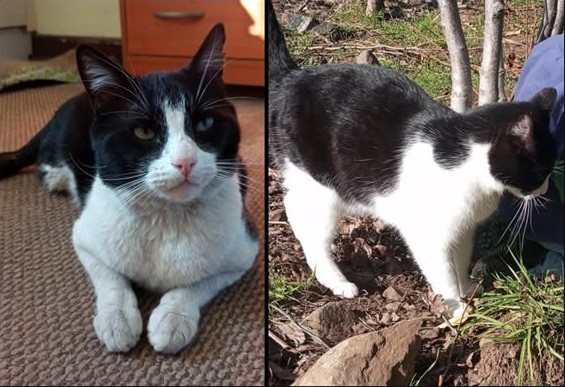 eltuitdemarsh's tweet photo. Buscan a Yin, perdido en el sector de Quebrada de Alvarado en la comuna de Olmué. Es un gato adulto, está castrado y llevaba un collar negro con letras rojas. Si alguien lo ve, por favor comunicarse al +56962047785. Favor RT!
#Olmué https://t.co/kzwTQ1oJnX
