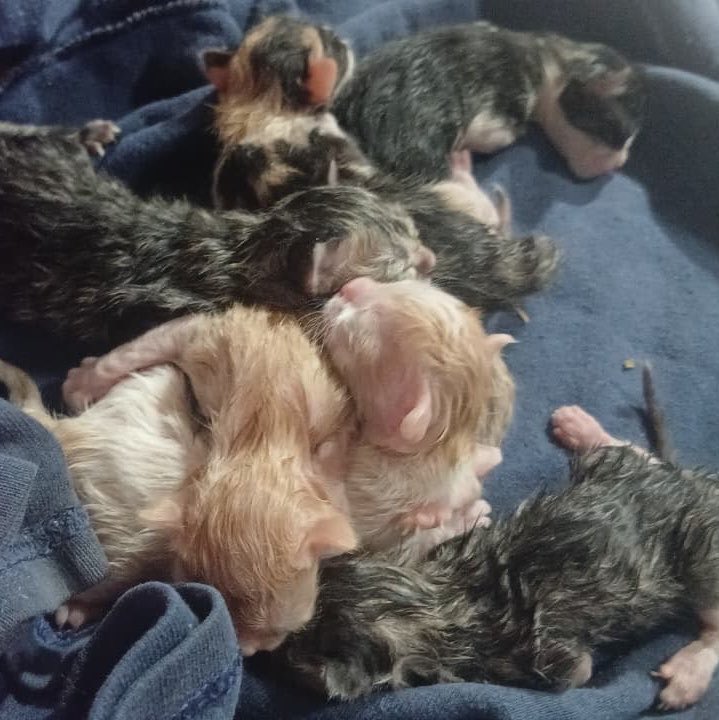 balcanizada's tweet photo. URGENTE🚨

La mamá de estos gatitos recién nacidos murió y quedaron completamente desamparados. Necesitamos una gata nodriza y, sobre todo, a alguien que pueda hacerse cargo de ellos.

NO QUEREMOS QUE MUERAN.

+54 9 11 4673-8052
@Frannkitoo_zn https://t.co/QFXgrLlnmj