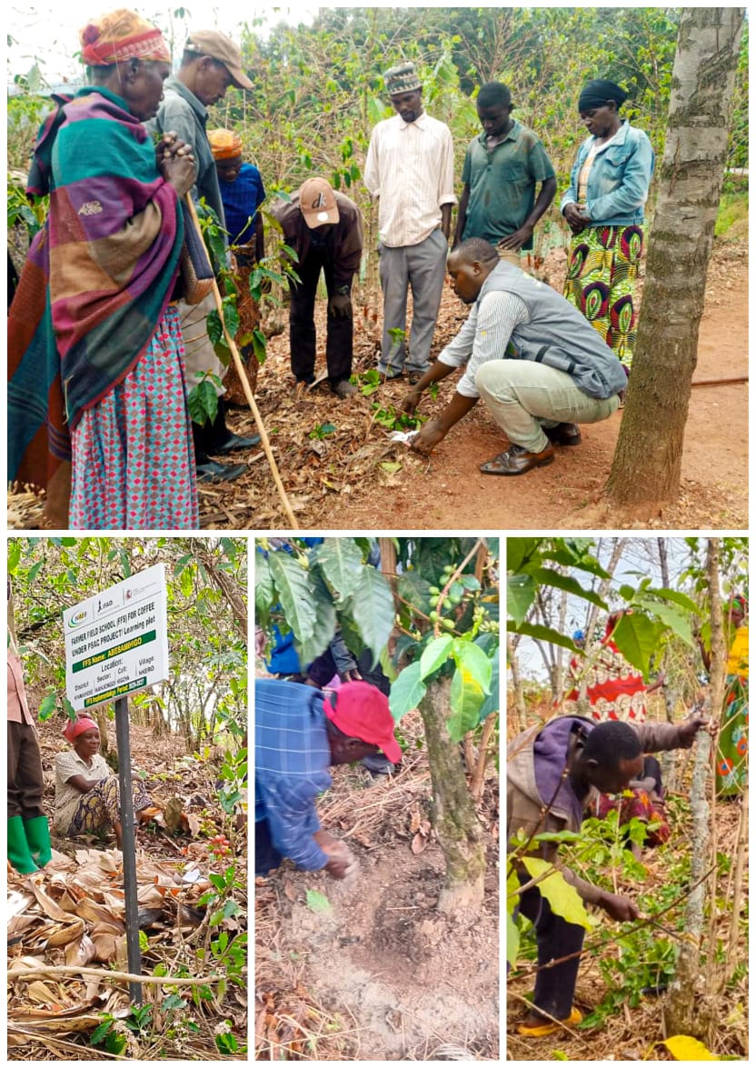 ryaf_agribiz's tweet photo. From September 21st, 2026, RYAF Proximity Coaches operating under the PSAC Project successfully delivered Farmer Field School (FFS) learning sessions to coffee farmers across the six intervention districts.
The interactive sessions focused on essential, modern coffee farming practices, including:
• Coffee tree rehabilitation to boost yield.
• Proper preparation of planting holes for better crop establishment.
• Lime application to improve soil health and fertility.
These practical learning sessions are designed to strengthen farmers’ technical knowledge and accelerate the adoption of improved coffee farming practices among participants.
Please note that FFS learning sessions remain ongoing across all six intervention districts.
#RYAF #PSAC #CoffeeFarming