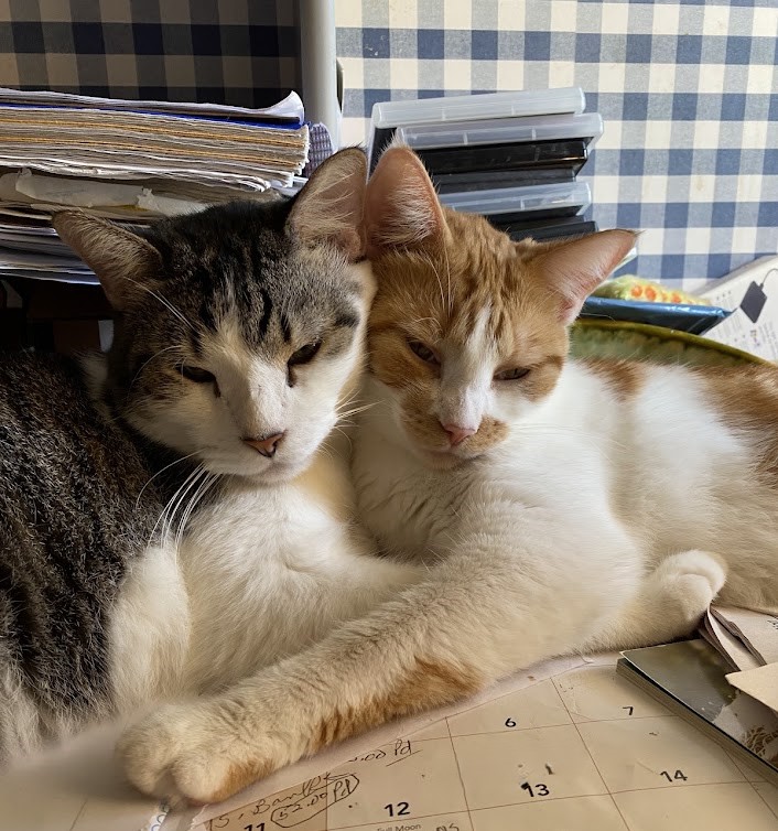 CatBuddha's tweet photo. You need washed!Spot Cat (grey&amp;white) and Punkins (orange and white).

https://t.co/zyPgJRzlQC
 
#cats #rescuecats https://t.co/1cc6quQdq3