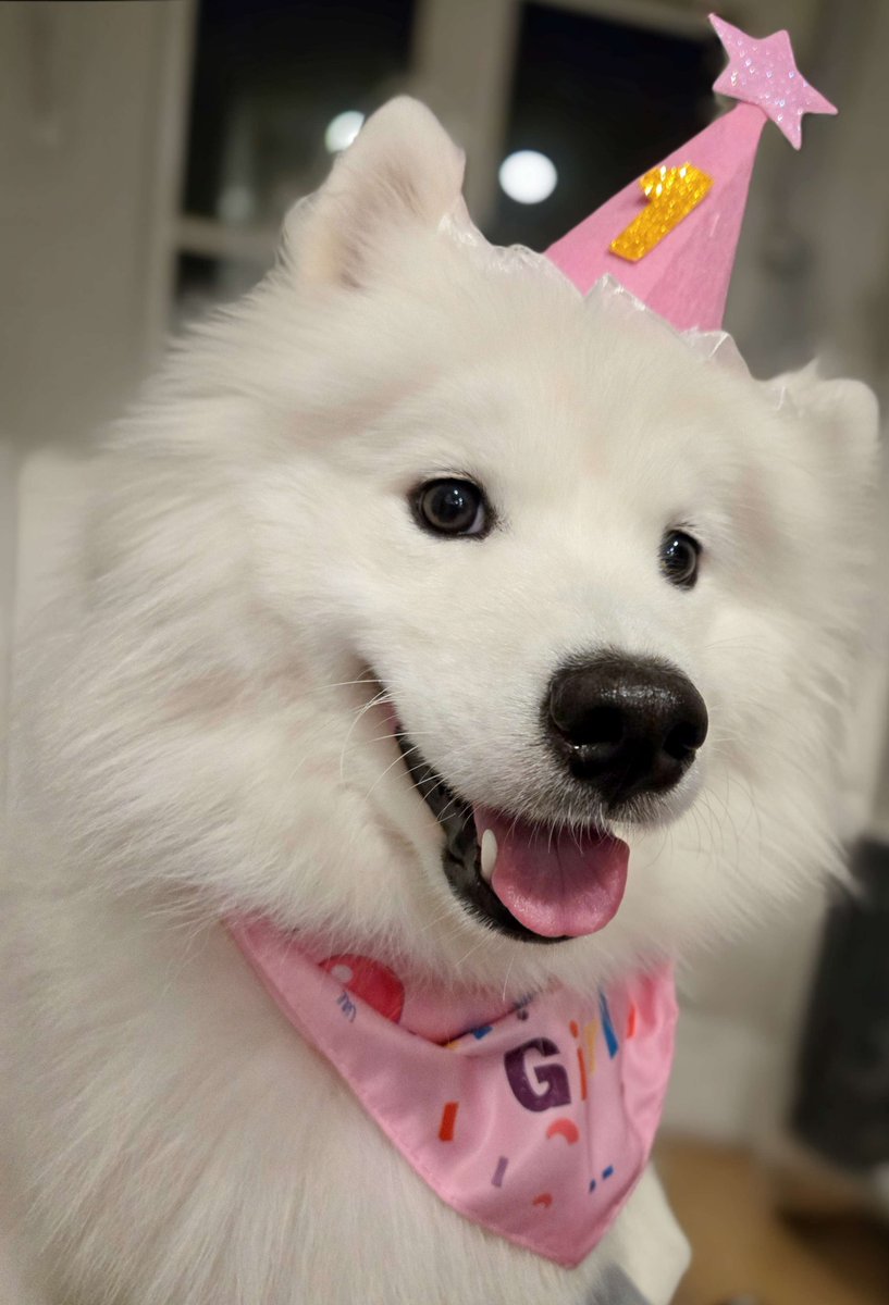 _Silvervale_'s tweet photo. It was my puppy's birthday! 🥳

She's so cute in her lil hat 🥹 https://t.co/8JETxqBmXf