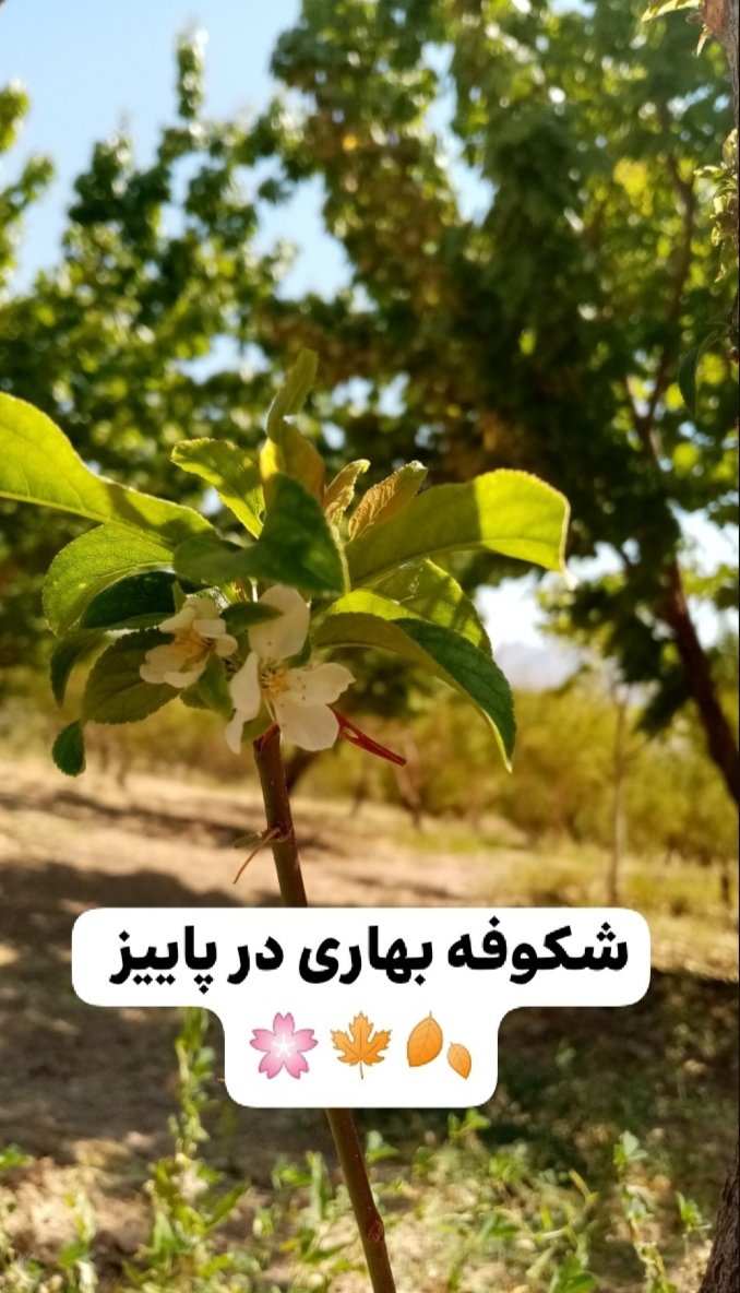 sheikhshabani's tweet photo. #بهار در #پاییز
🌸🍁🍂
شکوفه بهاری در پاییز
در باغات روستای شیخ شبان
استان چهارمحال و بختیاری
شهرستان بن
🌸🍁🍂
این شکوفه‌ها بر روی پیوند شاخه درخت آلو شابلون که یک ماه قبل صورت گرفته، باز شده است. 
#شیخ_شبان  #روستای_شیخ_شبان https://t.co/A3TQL8ko1P