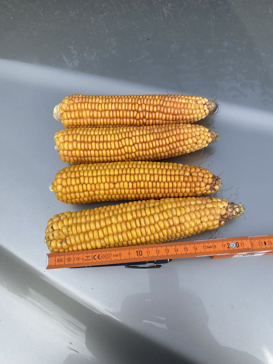 seedspecialist's tweet photo. Love it when a plan comes together! @KWSUKLtd That is a representative sample too. #Maize26 https://t.co/YmVUkEV5EN