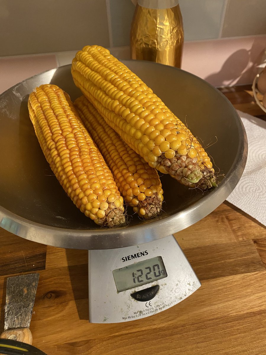 seedspecialist's tweet photo. Love it when a plan comes together! @KWSUKLtd That is a representative sample too. #Maize26 https://t.co/YmVUkEV5EN