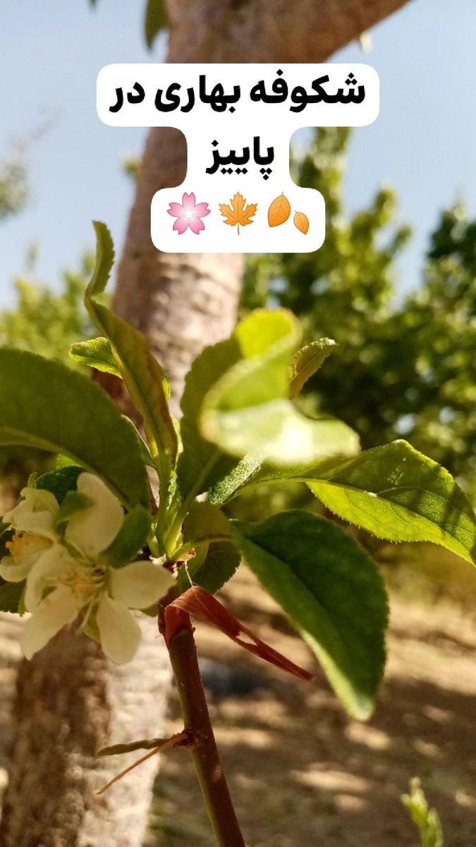 sheikhshabani's tweet photo. #بهار در #پاییز
🌸🍁🍂
شکوفه بهاری در پاییز
در باغات روستای شیخ شبان
استان چهارمحال و بختیاری
شهرستان بن
🌸🍁🍂
این شکوفه‌ها بر روی پیوند شاخه درخت آلو شابلون که یک ماه قبل صورت گرفته، باز شده است. 
#شیخ_شبان  #روستای_شیخ_شبان https://t.co/A3TQL8ko1P