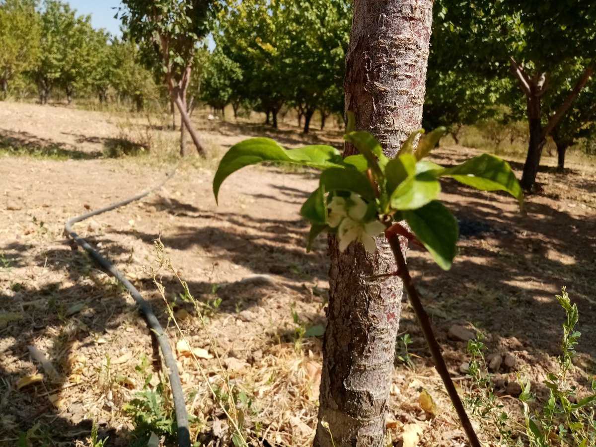 sheikhshabani's tweet photo. #بهار در #پاییز
🌸🍁🍂
شکوفه بهاری در پاییز
در باغات روستای شیخ شبان
استان چهارمحال و بختیاری
شهرستان بن
🌸🍁🍂
این شکوفه‌ها بر روی پیوند شاخه درخت آلو شابلون که یک ماه قبل صورت گرفته، باز شده است. 
#شیخ_شبان  #روستای_شیخ_شبان https://t.co/A3TQL8ko1P