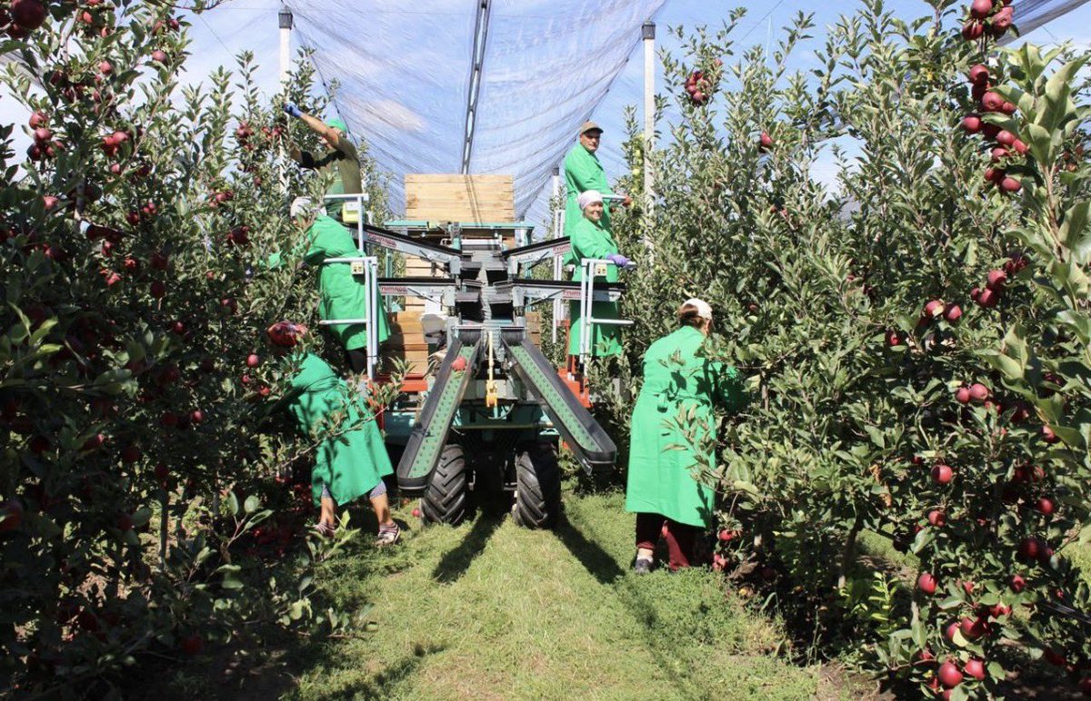 Alexei7fab's tweet photo. Toamna în Moldova înseamnă și recoltă. 🍎
Merele sunt printre produsele agricole importante ale țării, iar perioada recoltării aduce multă activitate în livezi.

🍎 Mere moldovenești — cine le adoră?

#Moldova #Agricultură #Mere https://t.co/CLuA0da9S3