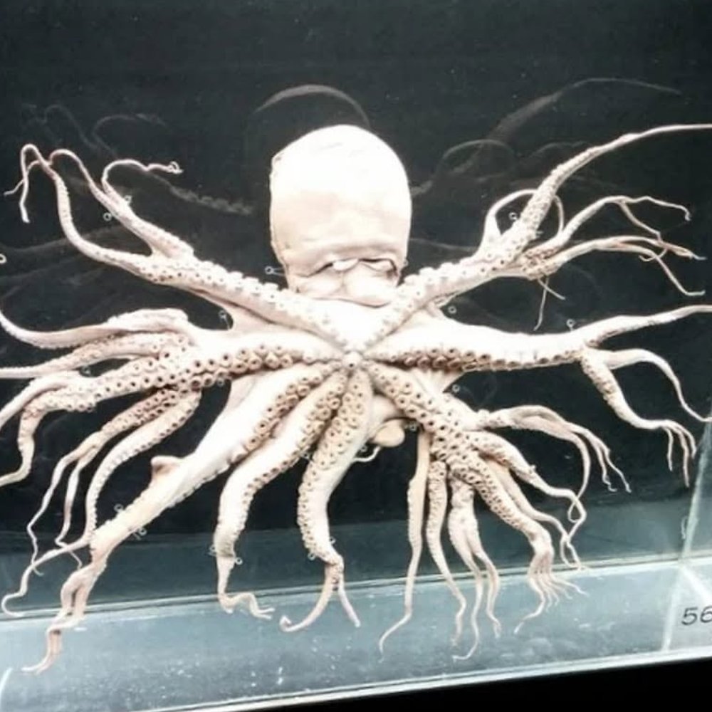 The Octopus With 96 Arms

In December 1998, a common octopus caught in Matoya Bay, Japan, was found to have 96 arms after its eight original arms branched into 