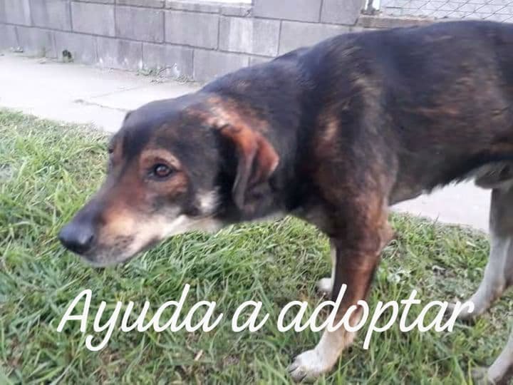 abrigoanimalsan's tweet photo. Seguimos rescatando con mucho amor, ayuda a adoptar.
ONG Abrigo Animal San Roque https://t.co/NfLNkAGz4Z