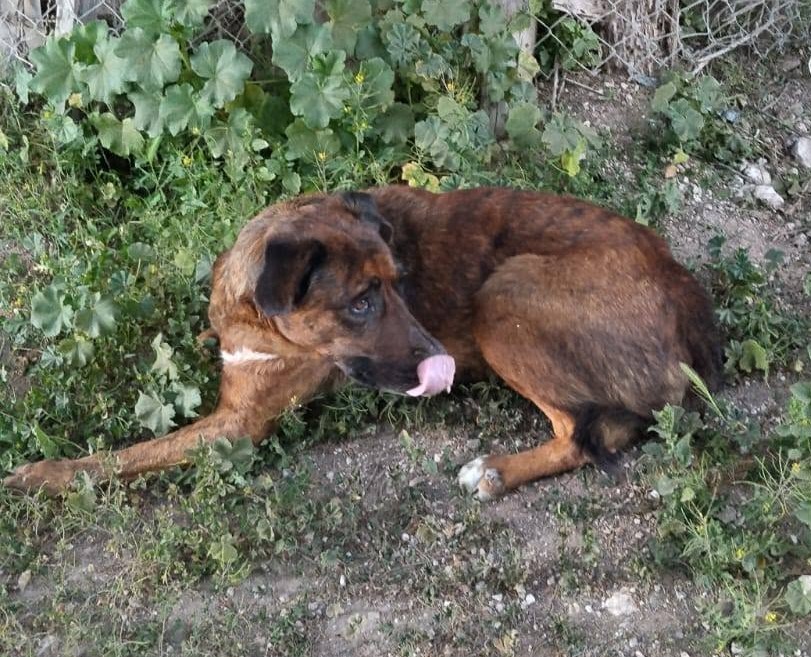 eltuitdemarsh's tweet photo. Un recolector de basura cuenta que ve a esta perrita 3 días por semana, la alimentan, pero está preocupado porque no se puede parar y ellos no pueden ayudarla. Si alguien desea hacerlo, puede encontrarla en Pasaje los pinos, sector Pan de azúcar, Coquimbo. Favor RT!
#Coquimbo https://t.co/90q7oJ5kjU