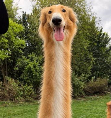 seuCollie's tweet photo. #NuevaFotoDePerfil https://t.co/xT7TA6DzRQ